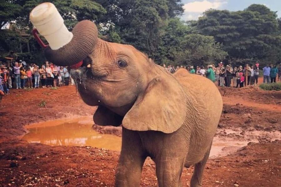 David Sheldrick Wildlife Trust & Giraffe Center - Who Should Book This Tour?