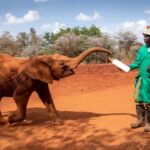 David Sheldrick Wildlife Trust Guided Tour and Tickets - Who Should Consider This Tour?