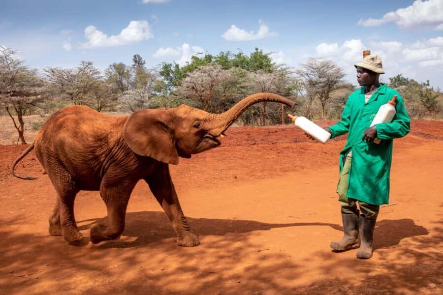 David Sheldrick Wildlife Trust Guided Tour and Tickets - Who Should Consider This Tour?