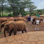 David Sheldrick Wildlife Trust Half-Day Tour - Practical Tips for Travelers