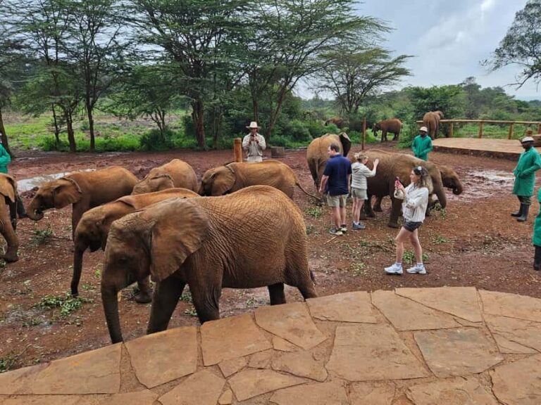 David Sheldrick Wildlife Trust Half-Day Tour - Practical Tips for Travelers