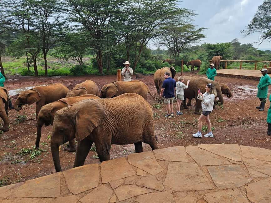 David Sheldrick Wildlife Trust Half-Day Tour - Practical Tips for Travelers