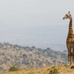 Day 3 : Game Drive and Transfer to Kigali - Why This Tour Offers Good Value