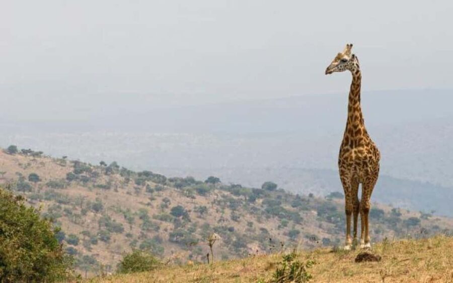 Day 3 : Game Drive and Transfer to Kigali - Why This Tour Offers Good Value