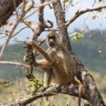 DAY FLIGHT SAFARI: ZANZIBAR TO MIKUMI NATIONAL PARK - The Itinerary Breakdown