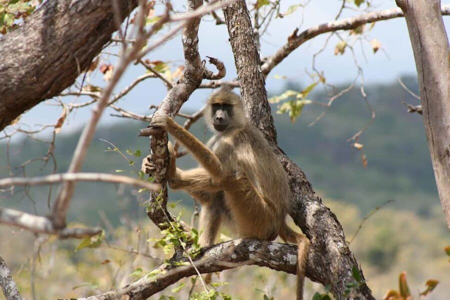 DAY FLIGHT SAFARI: ZANZIBAR TO MIKUMI NATIONAL PARK - The Itinerary Breakdown