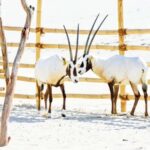 Day Pass at a Al Majles Resort-Sealine - Practical Details and Transportation
