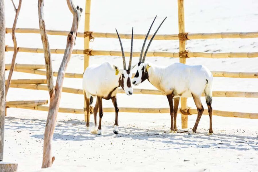 Day Pass at a Al Majles Resort-Sealine - Practical Details and Transportation