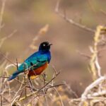 Day Selous Game reserve: game Drive with Lunch From Zanzibar - What We Love About This Tour