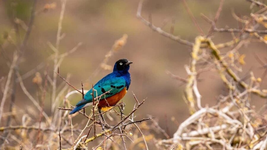 Day Selous Game reserve: game Drive with Lunch From Zanzibar - What We Love About This Tour