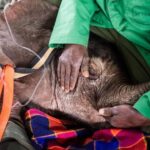 DAY TOUR: DAVID SHELDRICK ELEPHANT TRUST & GIRAFFE CENTER - Practical Tips for Making the Most of Your Day