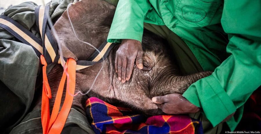 DAY TOUR: DAVID SHELDRICK ELEPHANT TRUST & GIRAFFE CENTER - Practical Tips for Making the Most of Your Day