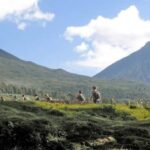 Day tour Gorilla Trekking with Lunch - Practical Details and Tips