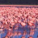 Day tour Lake Nakuru Park & optional boat ride on L.Naivasha - Why This Tour Offers Great Value