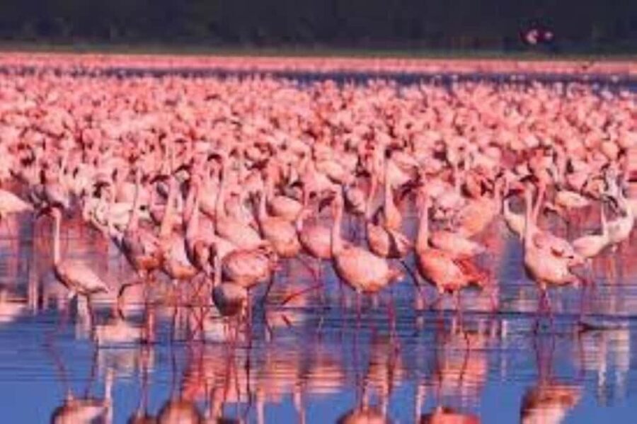 Day tour Lake Nakuru Park & optional boat ride on L.Naivasha - Why This Tour Offers Great Value
