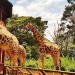 Day Tour Nairobi National Park, Elephant and Giraffe center - Who Is This Tour Best For?