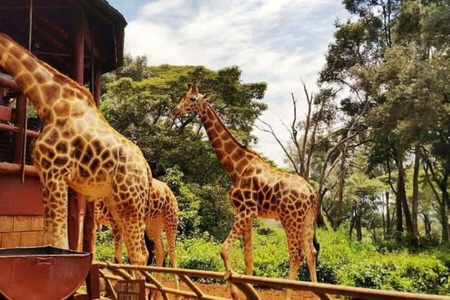 Day Tour Nairobi National Park, Elephant and Giraffe center - Who Is This Tour Best For?