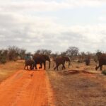 Day Tour of Tsavo East National Park from Mombasa/Diani - The Practicalities: What’s Included and What’s Not