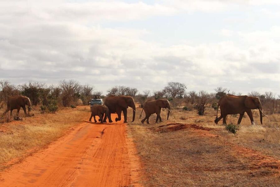 Day Tour of Tsavo East National Park from Mombasa/Diani - The Practicalities: What’s Included and What’s Not