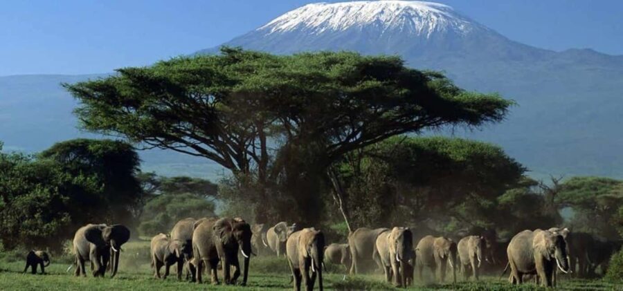 Day Tour To Amboseli National Park - What Sets This Tour Apart?