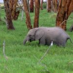 Day tour to Amboseli National Park - An In-Depth Look at the Amboseli Day Tour