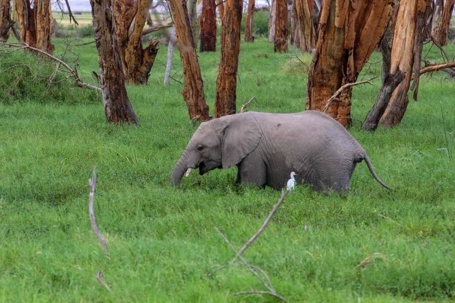 Day tour to Amboseli National Park - An In-Depth Look at the Amboseli Day Tour