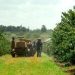 Day Tour to Fairview Coffee Estate From Nairobi - A Closer Look at the Tour Experience