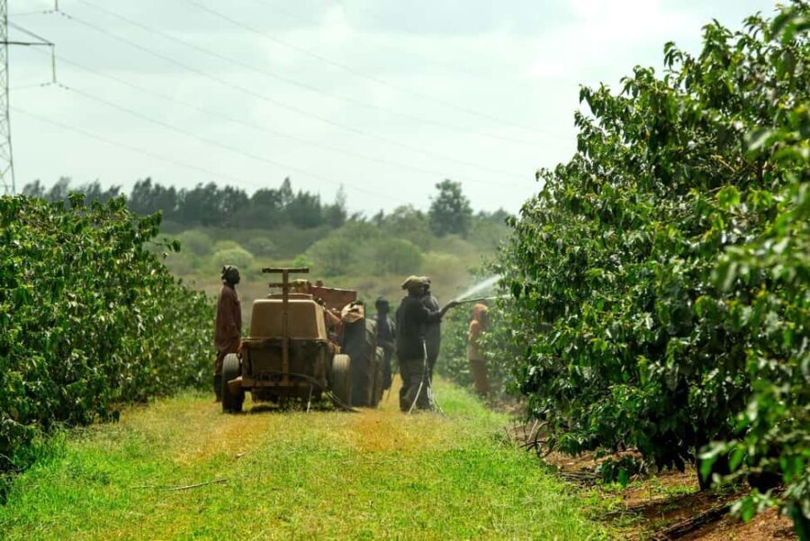 Day Tour to Fairview Coffee Estate From Nairobi - A Closer Look at the Tour Experience