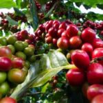Day Tour to Fairview Coffee Farm - Why This Tour Is a Great Choice