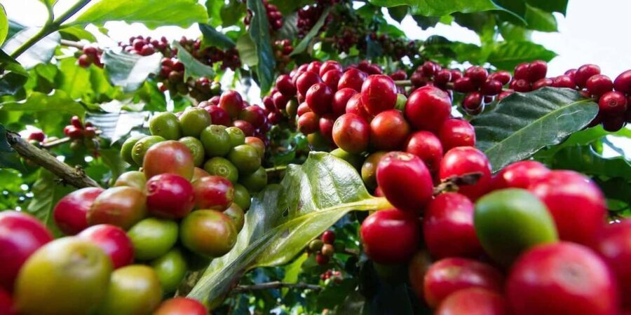 Day Tour to Fairview Coffee Farm - Why This Tour Is a Great Choice