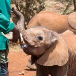 Day Tour To Giraffe Center, Baby Elephant And Nairobi Park - What’s Included and What’s Not