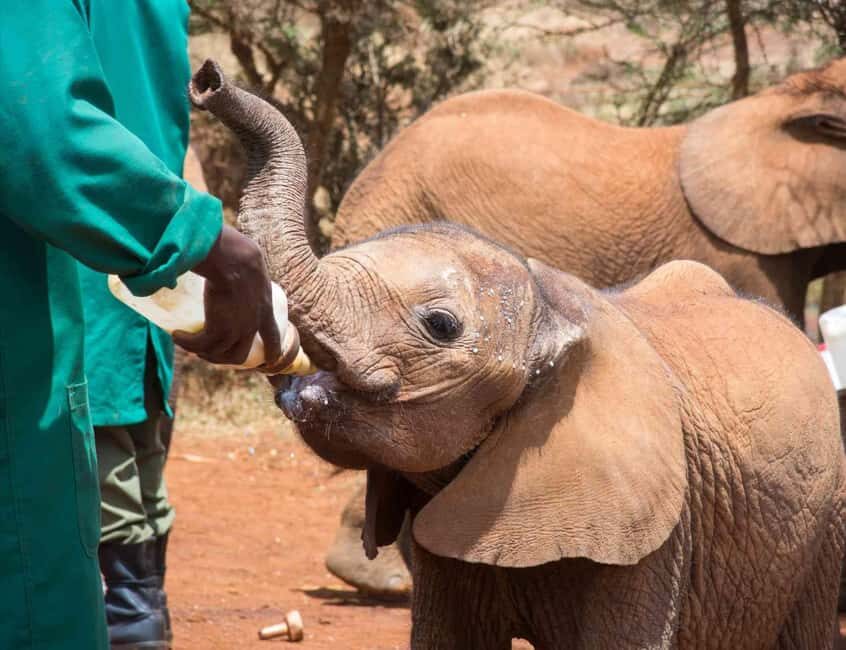 Day Tour To Giraffe Center, Baby Elephant And Nairobi Park - What’s Included and What’s Not