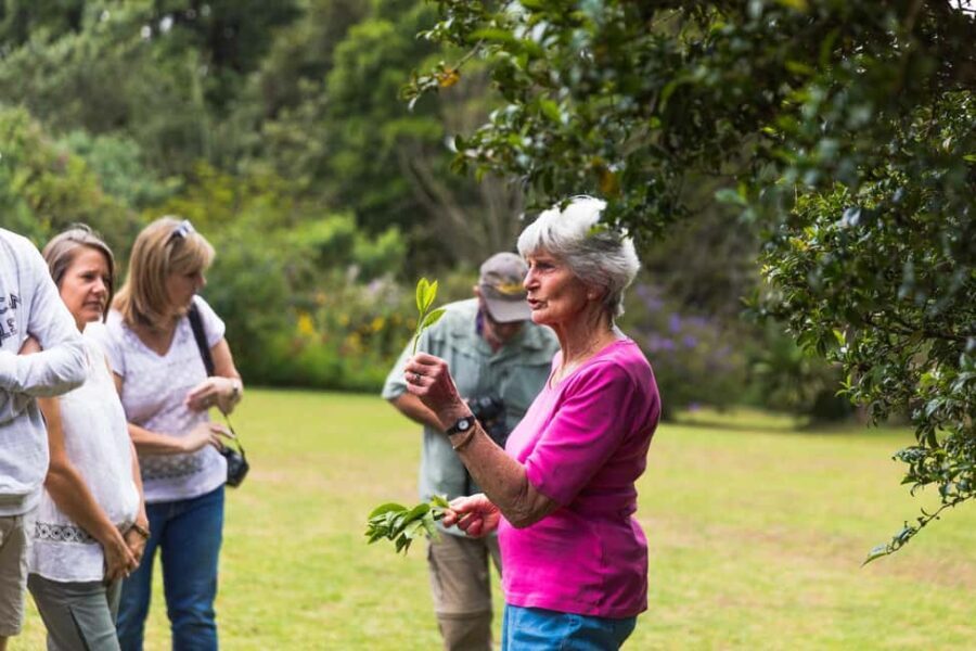 Day Tour to Kiambethu Tea Farm in Limuru - What’s Included and What to Consider