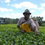 Day Tour to Kiambethu Tea Farm in Limuru - The Itinerary Breakdown