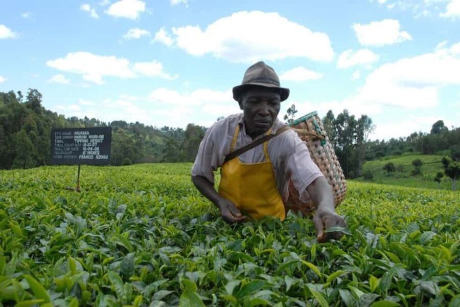 Day Tour to Kiambethu Tea Farm in Limuru - The Itinerary Breakdown