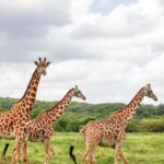 Day Tour To Maasai Mara Reserve from Nairobi - What’s Included and What to Budget For