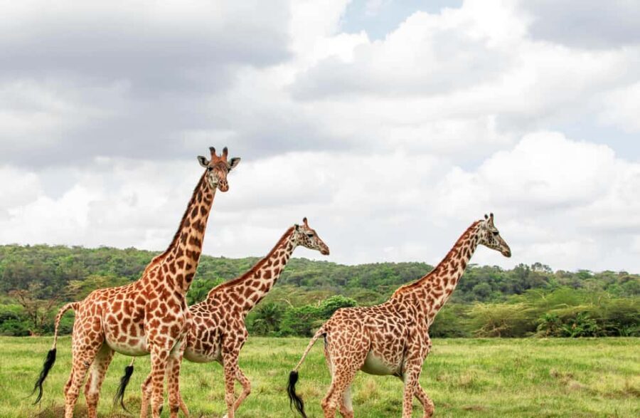Day Tour To Maasai Mara Reserve from Nairobi - What’s Included and What to Budget For