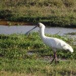 Day Tour to Nairobi Park, Elephant project &Giraffe center - Frequently Asked Questions (FAQ)