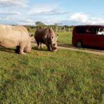 Day Tour To Ol Pejeta Conservancy From Nairobi - Practical Details and Tips