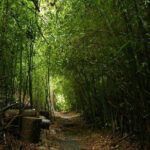 Day Tour to Paronella Park, Lake Barrine and Millaa Millaa Falls - What to Expect from the Itinerary