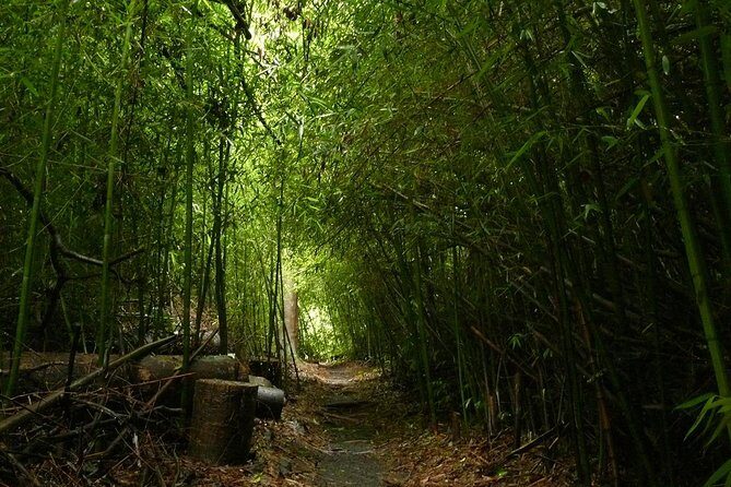 Day Tour to Paronella Park, Lake Barrine and Millaa Millaa Falls - What to Expect from the Itinerary