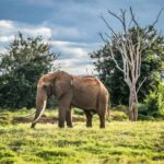 Day tour to Shimba hills National Reserve from Mombasa/Diani - The Transport & Logistics