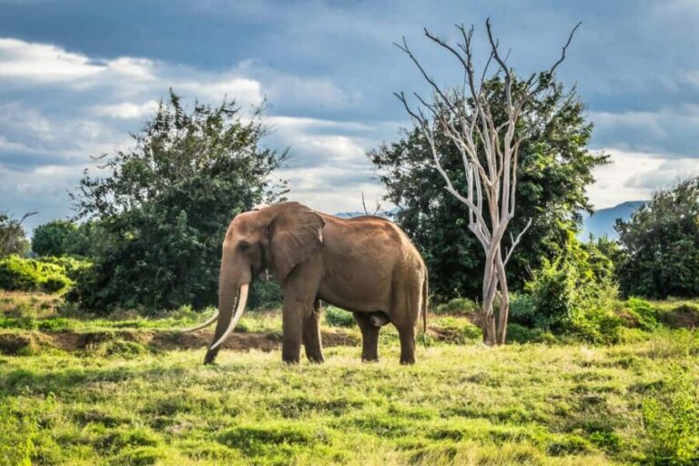 Day tour to Shimba hills National Reserve from Mombasa/Diani - The Transport & Logistics