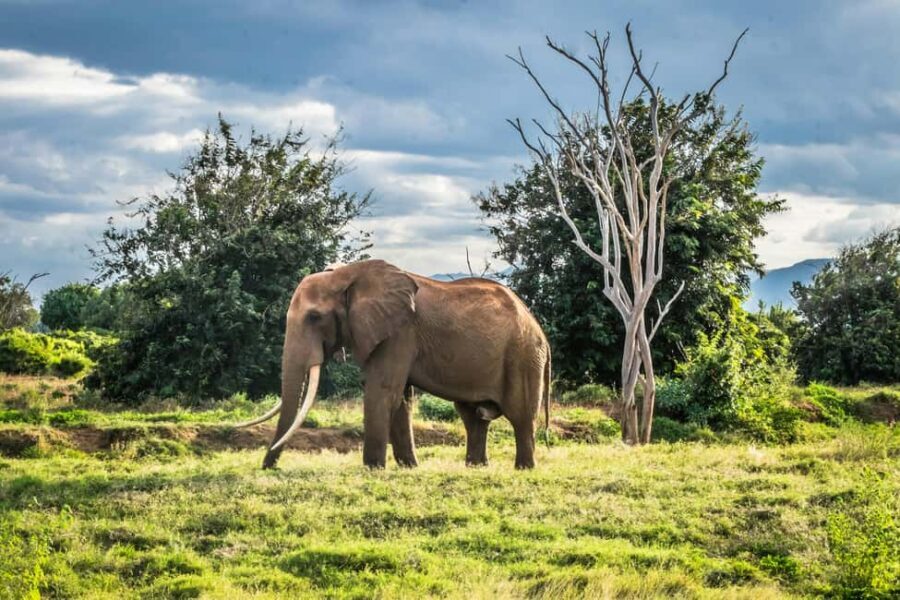 Day tour to Shimba hills National Reserve from Mombasa/Diani - The Transport & Logistics