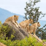 Day tour to Tsavo East from Malindi - The Bottom Line