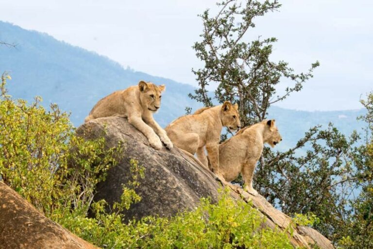 Day tour to Tsavo East from Malindi - The Bottom Line