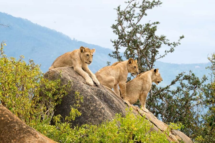 Day tour to Tsavo East from Malindi - The Bottom Line