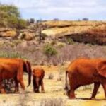 Day Tour to Tsavo East National Park - Why This Tour Offers Good Value