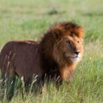 DAY TOUR TO TSAVO EAST NATIONAL PARK FROM MOMBASA/DIANI - What’s Included and What to Expect