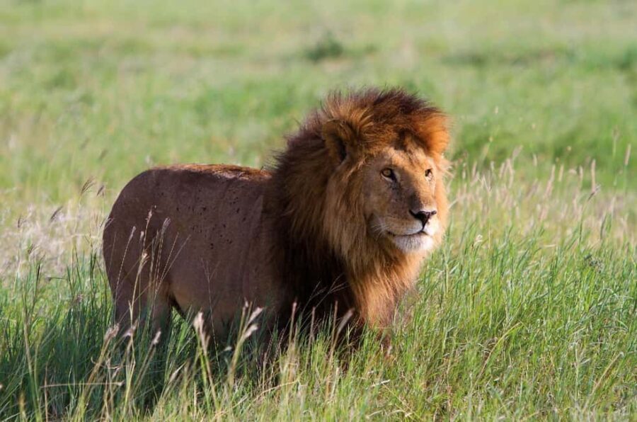 DAY TOUR TO TSAVO EAST NATIONAL PARK FROM MOMBASA/DIANI - What’s Included and What to Expect